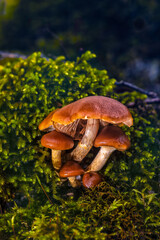 Fototapete bei efototapeten.de bestellen   