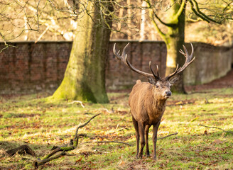 The Stag - Deer with antlers in a park.