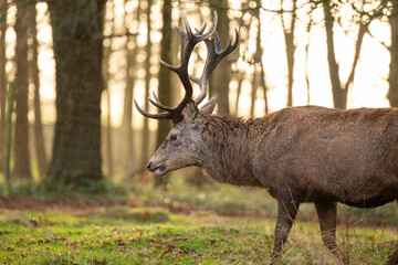 The Stag - Deer with antlers in a park.