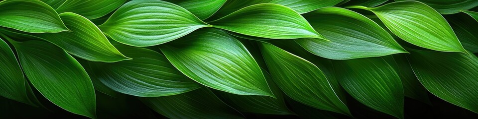 Lush green leaves background, vibrant foliage texture.