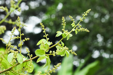 The photo of the longan flower looks very fresh.