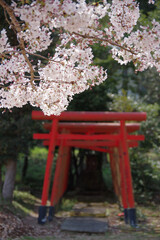 桜と鳥居