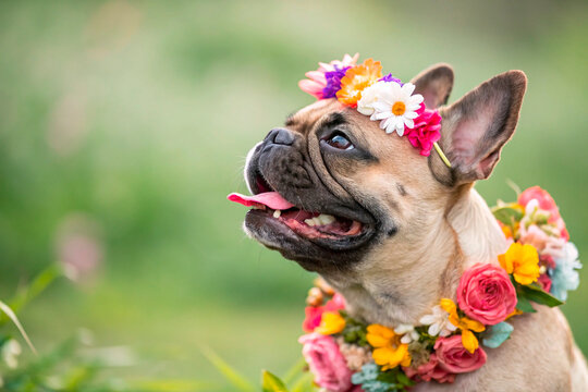 french bulldog covered with flowers - generated by ai copia