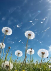 Obraz premium Dandelions swaying gently in the breeze against a brilliant blue sky , field, sunlight, nature