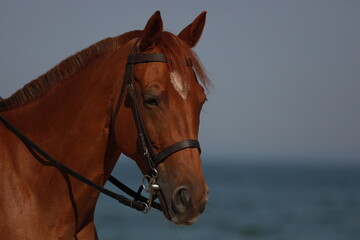 Obraz premium Portrait of a brown horse outdoors