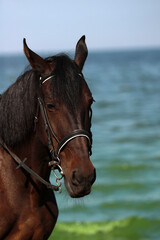 Obraz premium Portrait of a brown horse outdoors