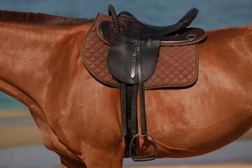 Saddle on the horse's back