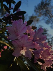 Pink flowers in the sunset