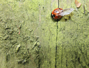 Elveden, Norfolk, United Kingdom, April 18, 2024. Views from Elveden