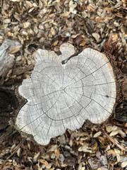 Cedar tree trunk featuring detailed growth rings and natural wood patterns, perfect for nature-inspired projects. Square #17.

