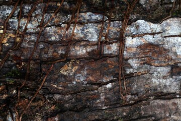 Background of old bark texture