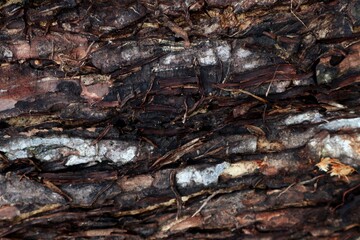 Background of old bark texture