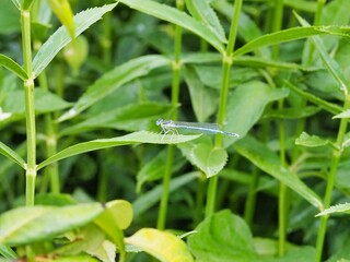 Close-Up View of a Dragonfly Resting on a Leaf in Lush Greenery
