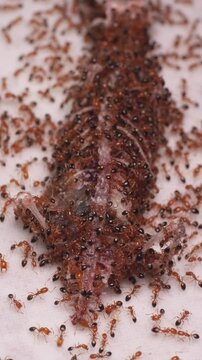 House gecko devoured by red ants. Left as a decayed lizard skeleton, only tailbone remains. 4k vertical video
