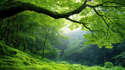 Naklejka premium Lush green forest with sunlight filtering through the trees.