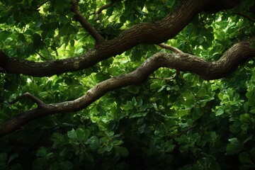 Lush green foliage intertwining under the bright sunlight filtering through branches