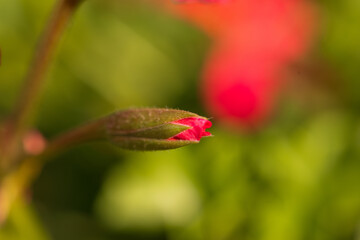 Bud of Geranium in Focus