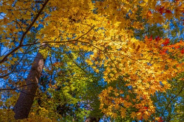 青空バックに見上げるカラフルなモミジの黄葉情景