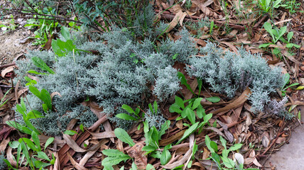 Cotton lavender growing in dry soil with eucalyptus leaves