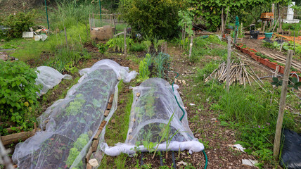 Protecting vegetable garden plants with insect netting in permaculture garden