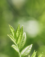 Young Green Maple Leaves at Sunlight, green monochrome colored spring natural pattern, outdoors nature minimal scenery, new leaf growth, textured spring foliage, blurred backgrond with bokeh