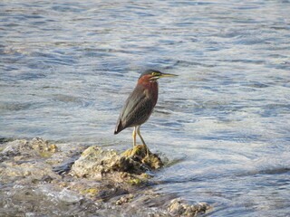 green heron stands perched on a coastal rock