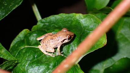 red-eyed coqui frog on a leaf