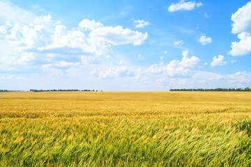 Rural landscape, banner - field of young wheat in the rays of the summer sun on a hot day