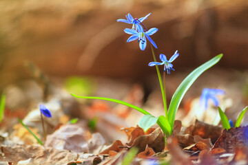 Blue snowdrop blossom flowers in early spring in the forest. Scilla siberica Squill