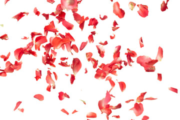 Red rose petals falling romantic white background isolated with real photo red rose flower petals...