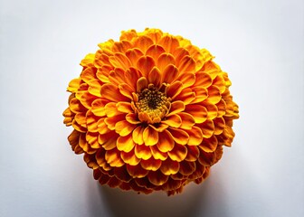 Aerial drone view: a vibrant marigold bursts into bloom, isolated against a stark white, creating stunning floral art.