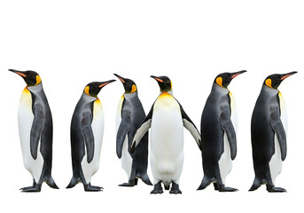 Fototapeta premium Set of King penguins isolated on the white background. Standing penguin.