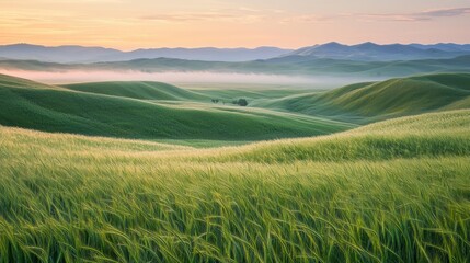 Fototapeta premium Tranquil Foggy Sunrise over Serene Rural Landscape with Swaying Fields of Grain, Harmony with Nature