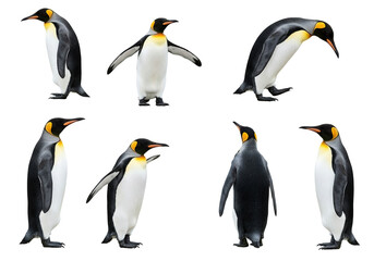 Fototapeta premium Set of King penguins isolated on the white background. Standing penguin.