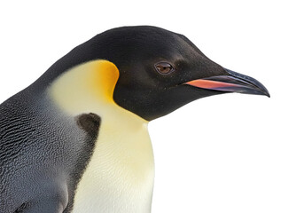 Naklejka premium emperor penguin - Aptenodytes forsteri - is the tallest and heaviest of all living penguin species and endemic to Antarctica. Closeup side profile view of face and head, isolated on white background