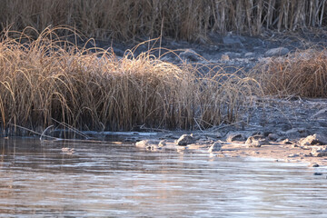 Tall grass on the edge of a blue lake on a cold winter morning