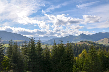 Breathtaking view of a mountainous landscape with lush evergreen trees under a vibrant blue sky with fluffy clouds, capturing the serene beauty of nature and tranquil wilderness. Carpathians, Ukraine