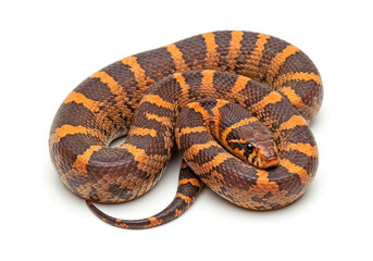 Obraz premium Honduran milk snake, white background.