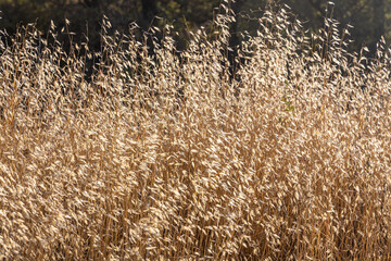 Beautiful horizontal texture of dry yellow and orange oats on the sunset background