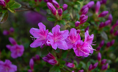 Fototapeta premium flowers in the garden