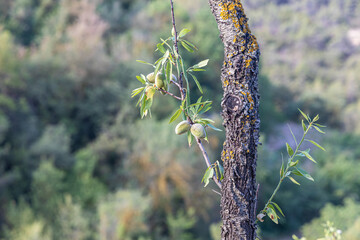 Naklejka premium Bunch of almond tree with green ripe nuts in a park in summer