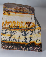 Utah Dendrite limestone