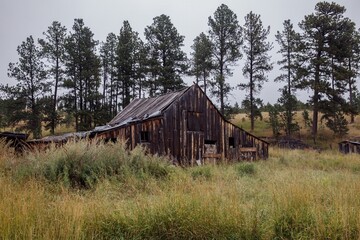 Decaying wooden barn in a field, surrounded by pine trees. Nature's passage of time. , Deadwood, South Dakota, USA.