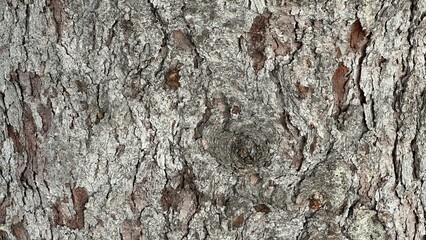 Pine tree bark texture