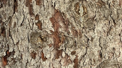Pine tree bark texture