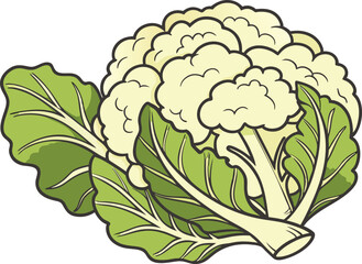 cauliflower on white background vector art 