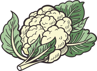 cauliflower on white background vector art 