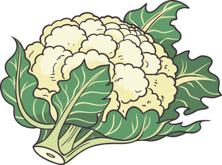 cauliflower on white background vector art 