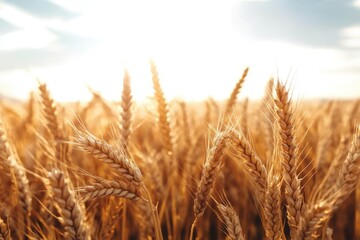 Fototapeta premium Golden wheat swaying gently under the warm sunlight in a vast expansive field at dusk