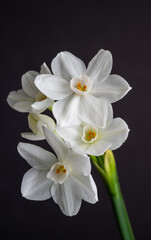 Fototapeta premium Close up of Paperwhite Narcissus Flowers on Black Background